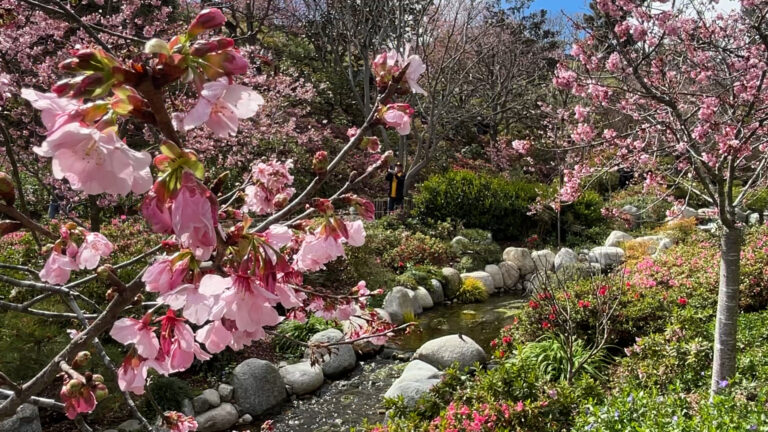 Inició el festival “Cherry Blossom” en el Parque Balboa