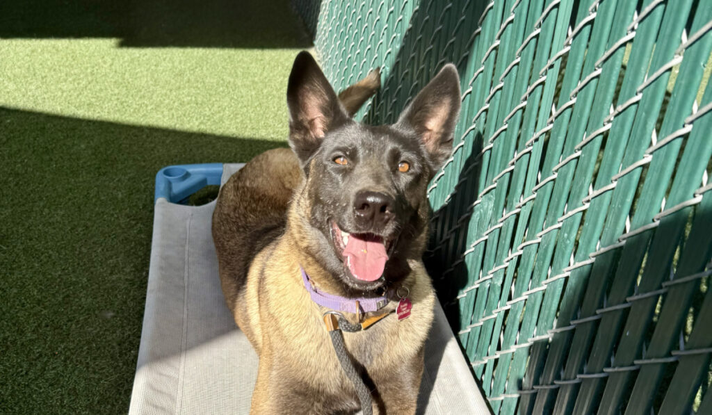 Condenan A Osvaldo Deleon A Cuatro Meses De Prisión Por Crueldad Animal En San Diego - Noticias Notivalle