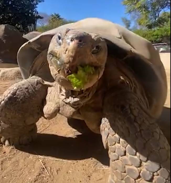 Muere el animal más antiguo del Zoológico de San Diego