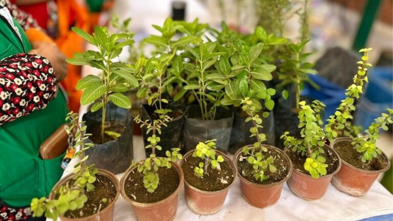 Torreón Establece un Récord al Plantar Árboles en 2025