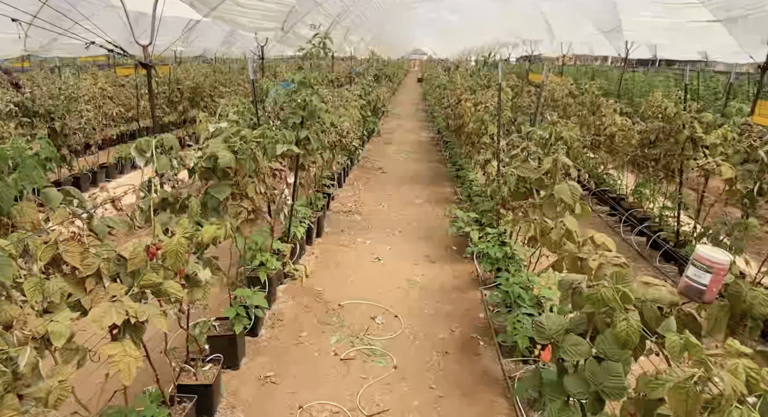 Agricultores ya no venderian agua a Tijuana con nueva Ley