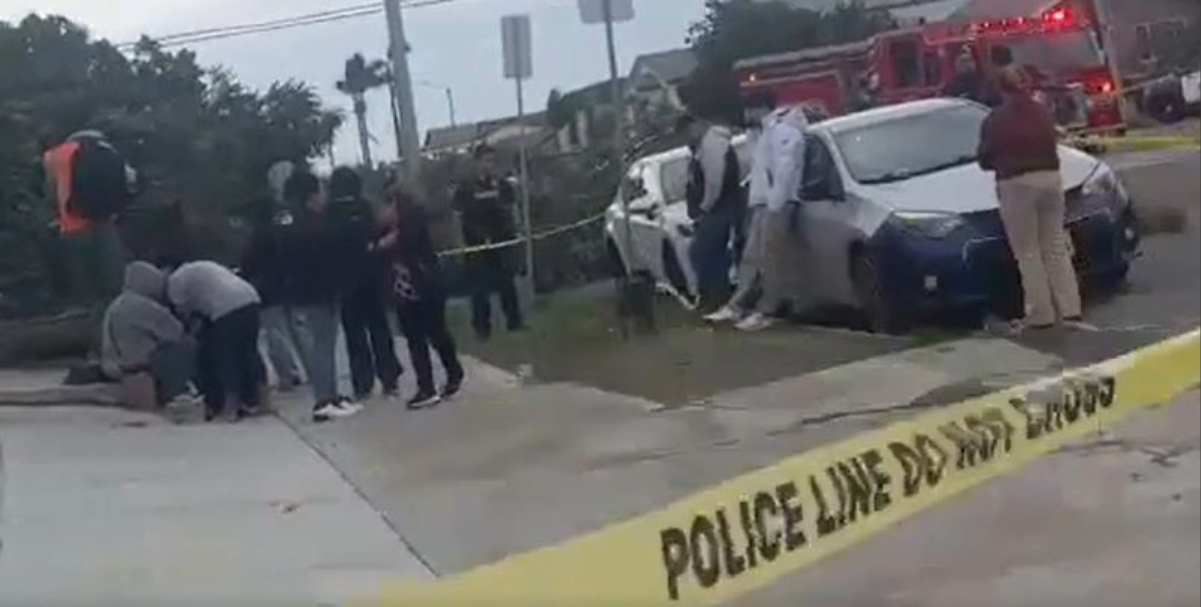 Un árbol cae y mata a una persona en City Heighs. Imágenes: Citizen