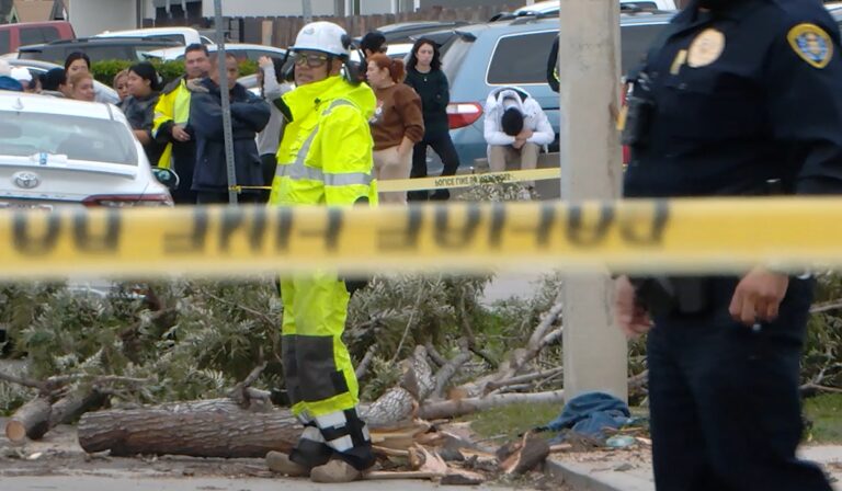 Nochebuena de Luto: Muerte trágica por la caída de un árbol en San Diego