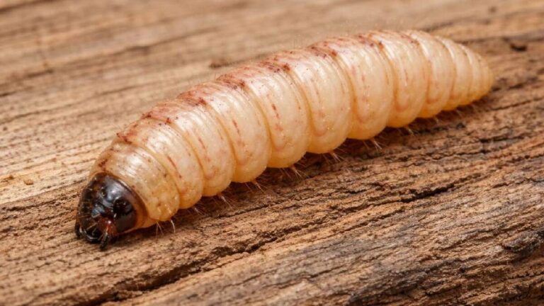 Miasis: Identifica los Síntomas y Tratamientos del Gusano Barrenador
