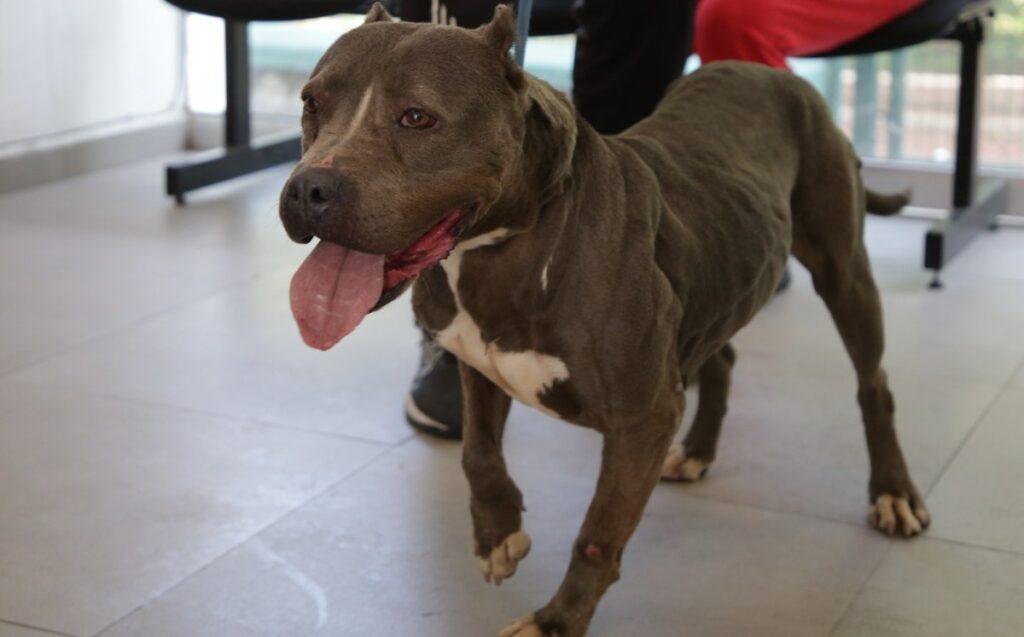 Guadalajara Aumenta las Adopciones de Mascotas Rescatadas: 133 Nuevas Familias en un Año