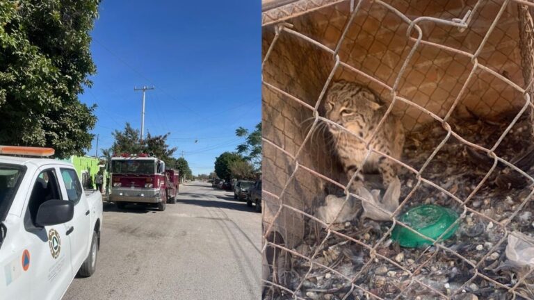 Gato Montés Causa Alerta en Sistemas de Emergencia en San Pedro