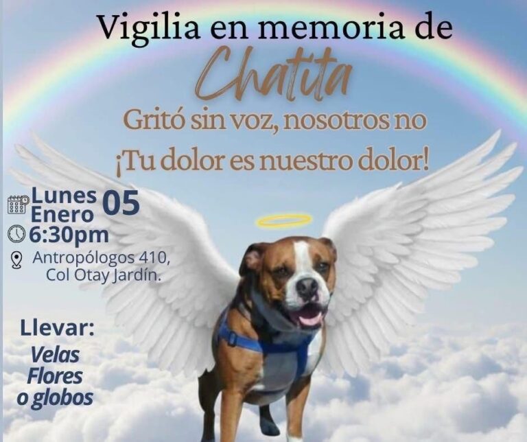 Indignación en Tijuana por el caso de Chata, la perrita pitbull que fue víctima de maltrato.