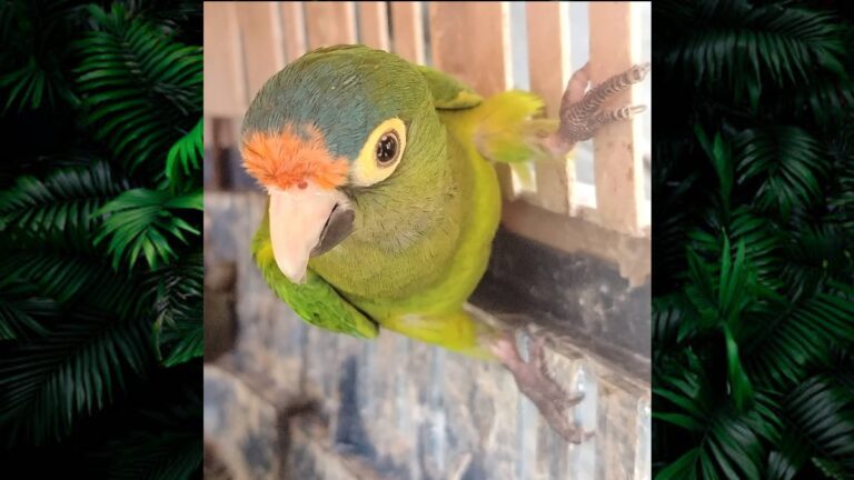 Más de 40 Animales Exóticos Rescatados en Operativo por el Día de Reyes en Michoacán