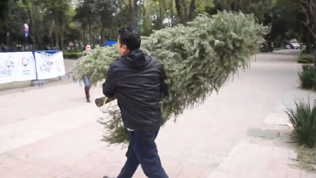 Reciclaje de Árboles de Navidad Naturales en Zapopan: Descubre Dónde Llevarlos
