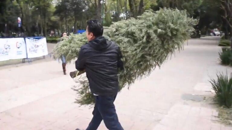 Reciclaje de Árboles de Navidad Naturales en Zapopan: Descubre Dónde Llevarlos