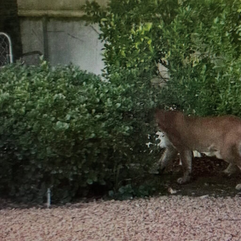 Avistamiento de un león de montaña en Palm Springs: Precauciones para residentes