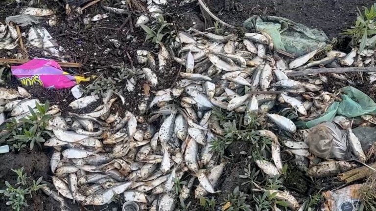 Peces muertos: Alarma ambiental tras 15 días de mortandad en la presa Abelardo L. Rodríguez