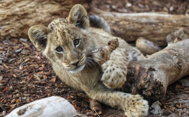 Cachorros de león del Denver Zoo: ¡Conoce sus nuevos nombres y su impacto en la conservación!