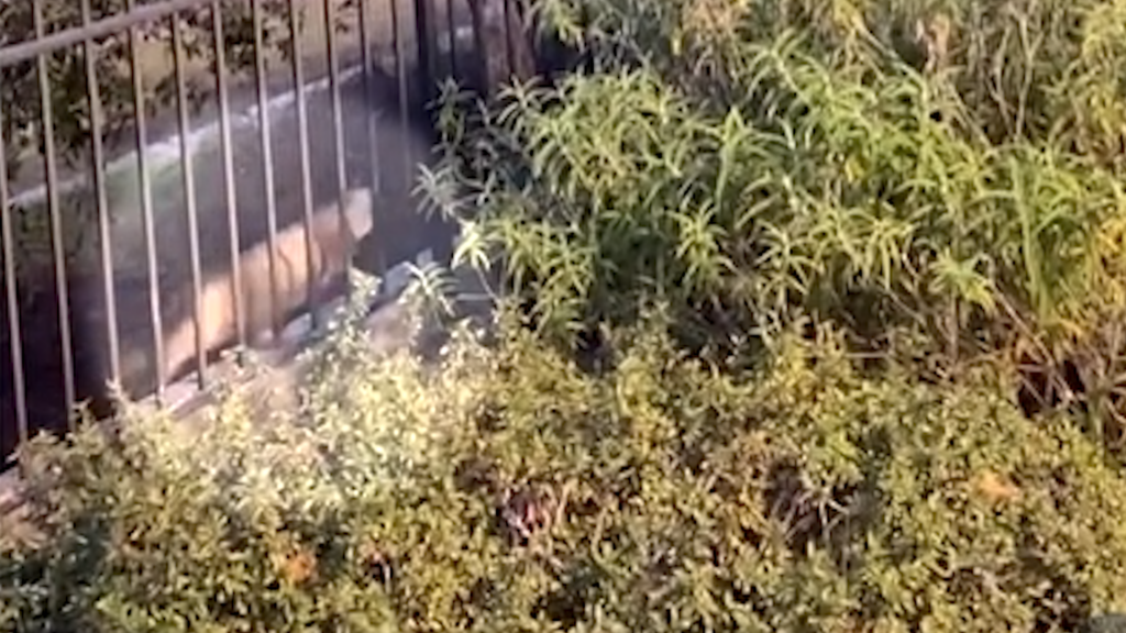 Avistamiento de Puma en Watsonville: Autoridades Locales Mantienen Vigilancia