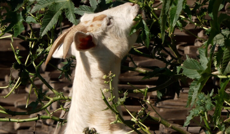 Cabras, las nuevas aliadas contra los incendios en el condado de San Diego