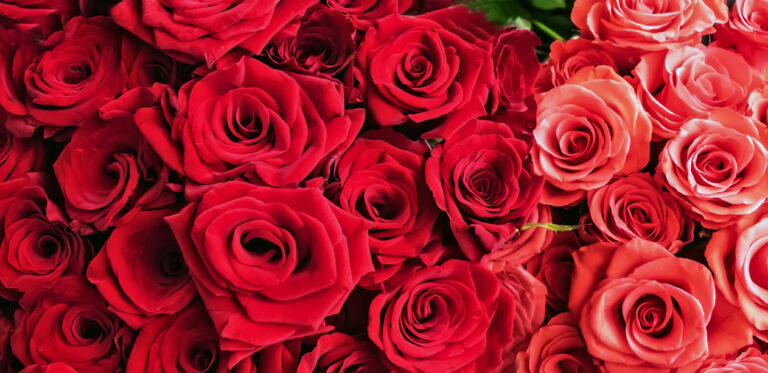 San Diego es nombrada la segunda mejor ciudad del pais para celebrar San Valentin