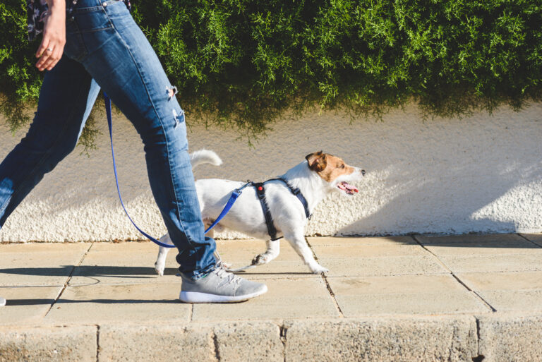 Chula Vista celebra segundo “Walk a Dog Day” en el refugio de animales