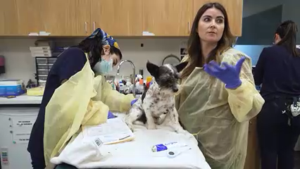 Cachorro sobrevive a ataque de coyote en Rancho Santa Fe