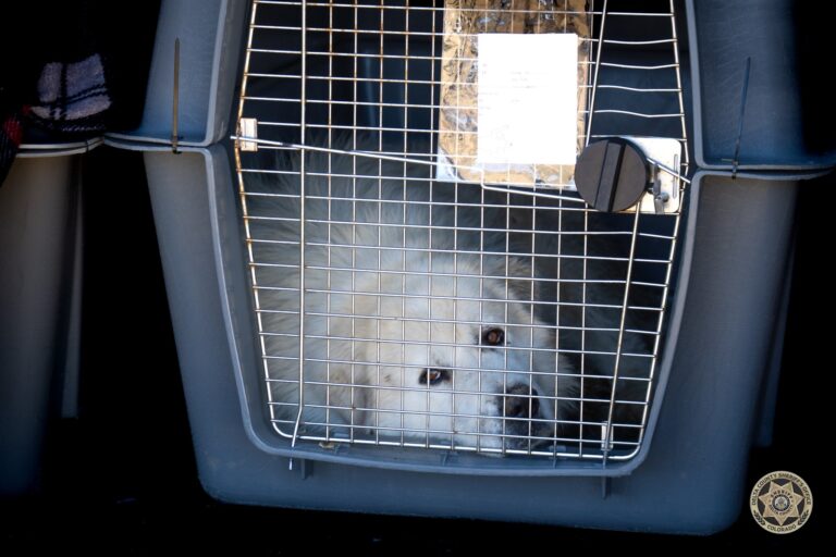 Rescate de Animales: Más de 150 Mascotas y Ganado Salvados del Maltrato en el Condado de Delta