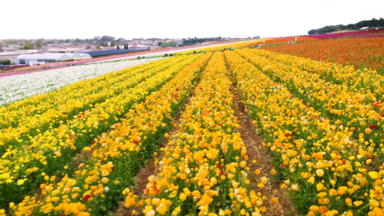 Los Flower Fields en Carlsbad Ranch florecen de nuevo: el espectáculo de primavera regresa al condado