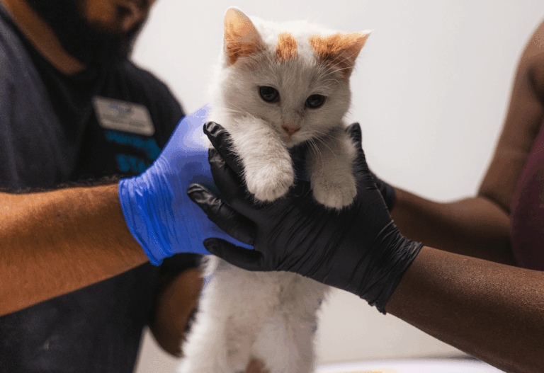 Buscan apoyo comunitario ante llegada de la temporada de gatitos en San Diego