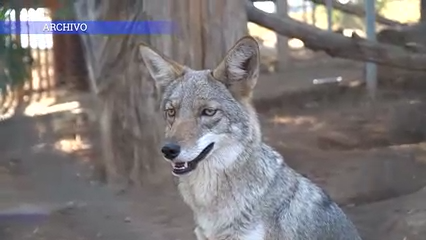 Alertan en Vista sobre aumento de avistamientos de coyotes y precauciones para mascotas