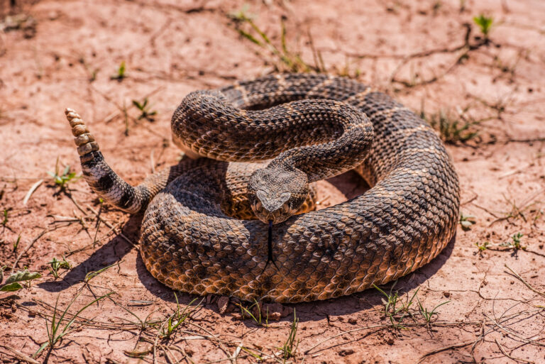 Encuentran serpiente de cascabel en piscina de Rancho Santa Fe