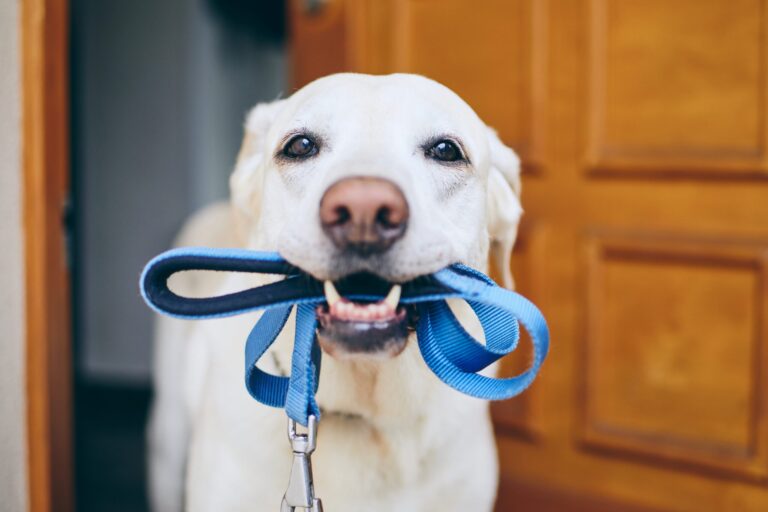 San Diego Humane Society abre registro previo para caminatas de perros