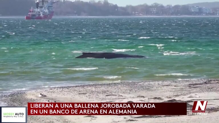 Operativo De Rescate Con Éxito De Ballena Varada