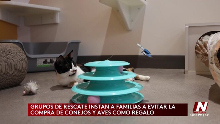Animales No Son Juguetes: Una Llamada De Conciencia