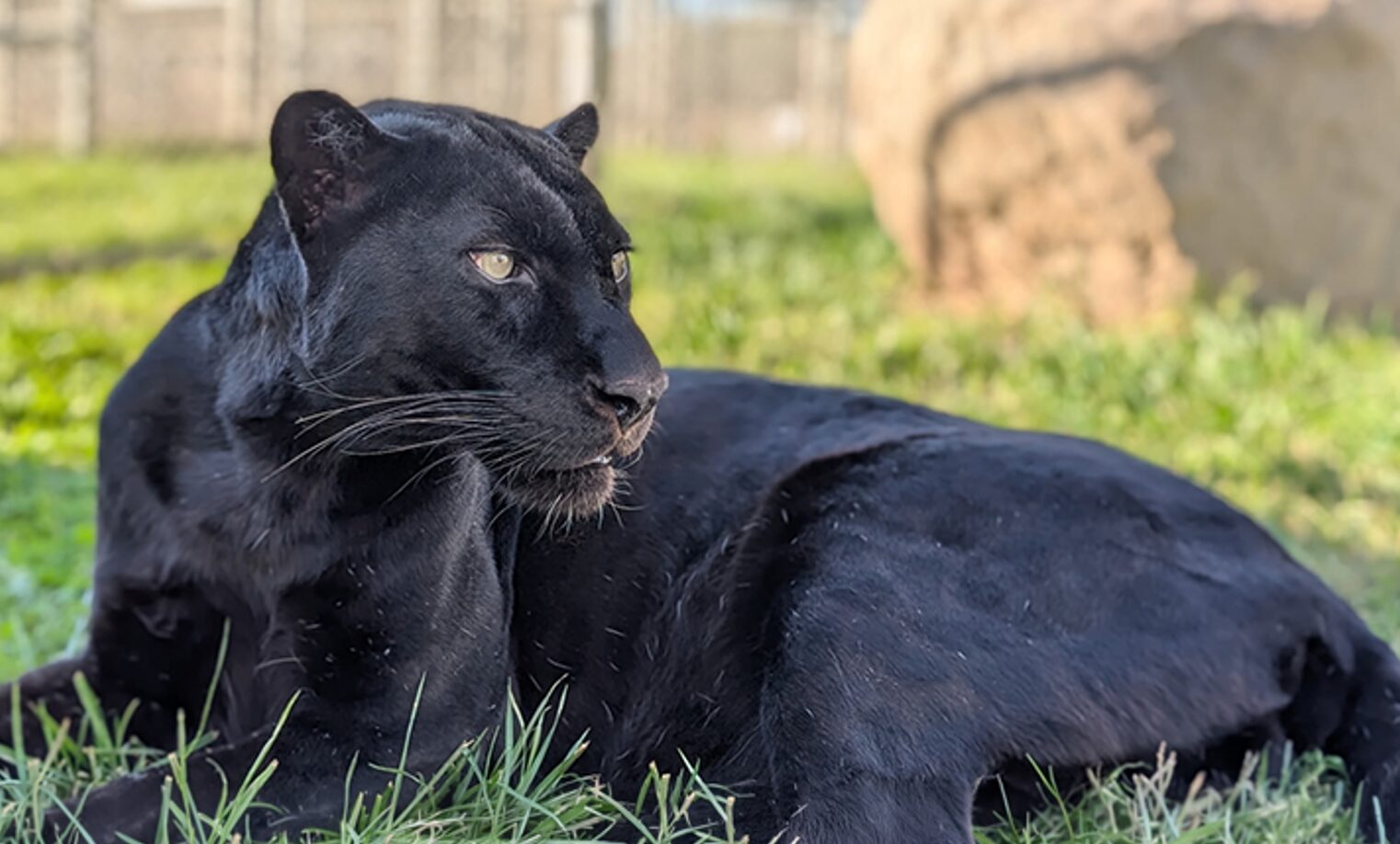 Onyx El Leopardo Negro Rescatado En Santuario De San Diego onyx-el-leopardo-negro-rescatado-en-santuario-de-san-diego