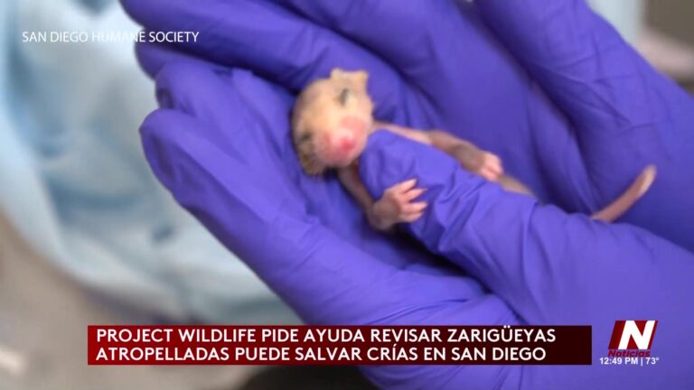 Sociedad Humanitaria De San Diego Emite Llamado Urgente