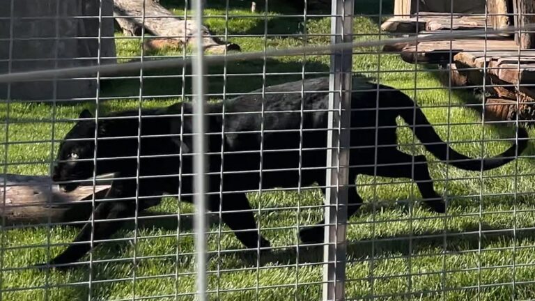 Onyx, el leopardo negro rescatado, ya disfruta de su nuevo hogar en santuario de San Diego