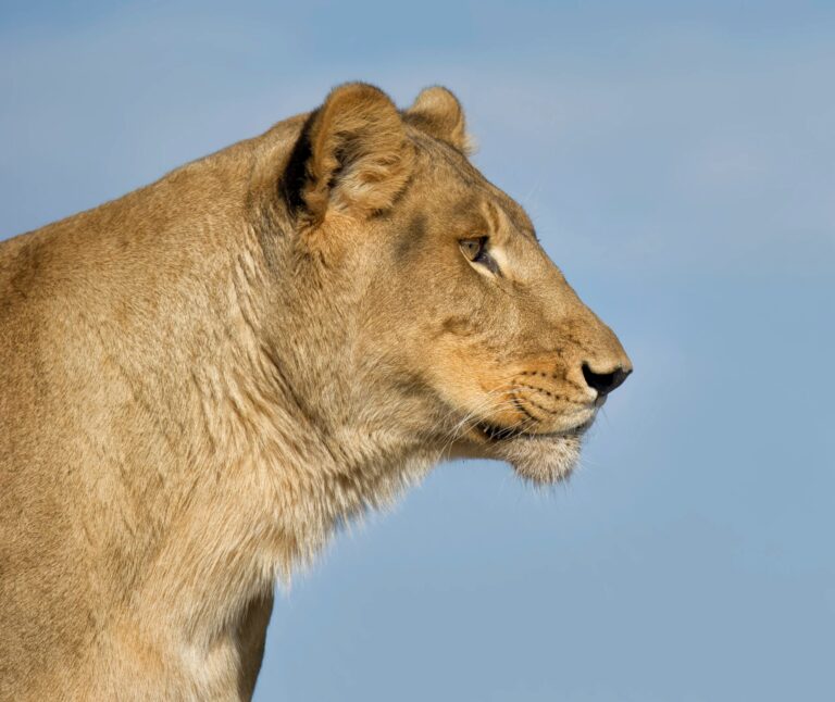 Fallece Jillian, la querida leona del santuario Lions Tigers & Bears en San Diego