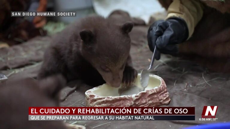 Rehabilitación De Osos En San Diego
