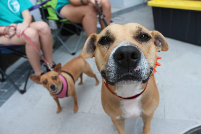 Más horas, más oportunidades: buscan hogar para cientos de mascotas en San Diego