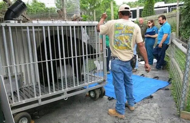 Voluntarios que transforman vidas en santuario de fauna rescatada