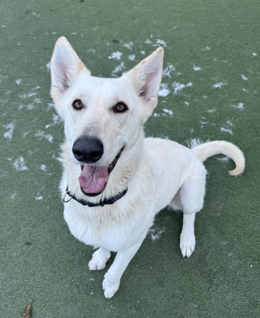 San Diego Humane Society amplía horarios de adopción ante aumento de animales en refugios