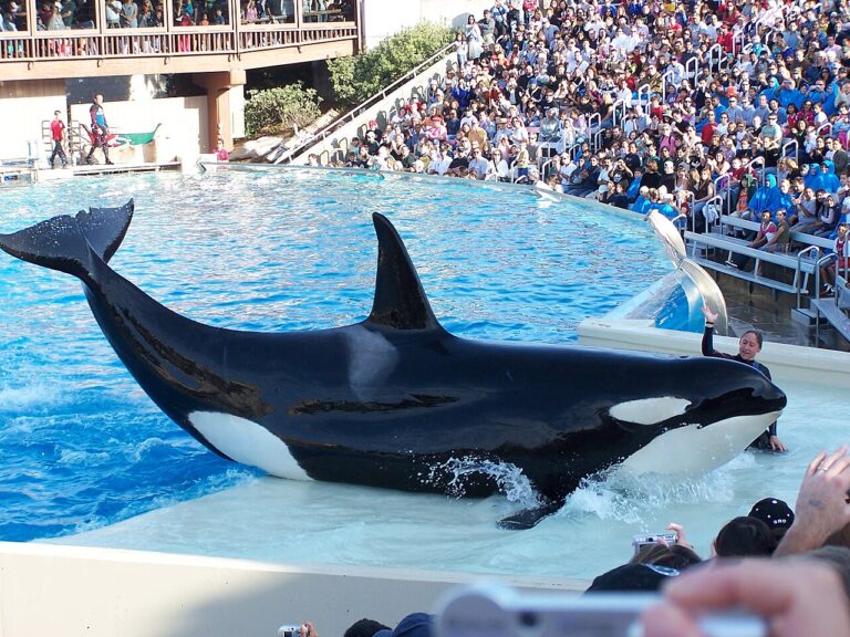 Protestas de PETA marcarán carrera en Parque Acuático para exigir la liberación de orca cautiva