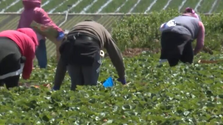 Redadas migratorias y recortes salariales sacuden economía agrícola en la costa central de California