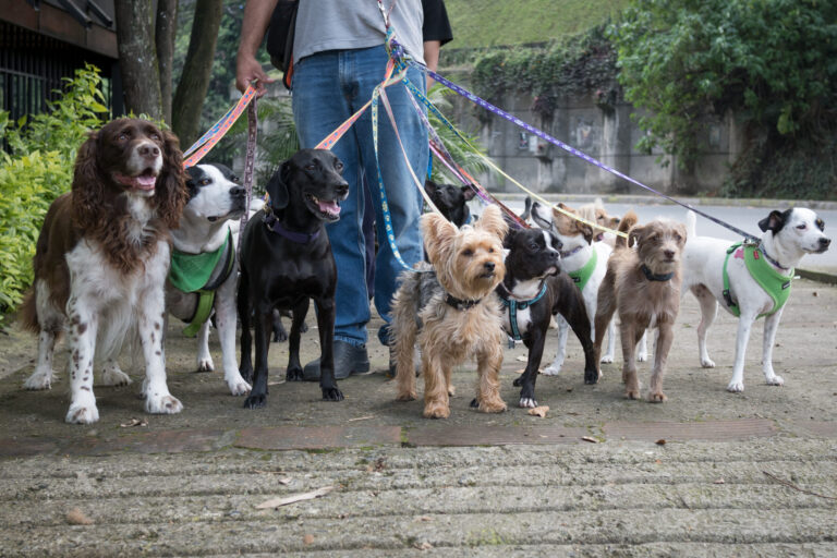 Invitan a la caminata “Walk for Animals” para apoyar a miles de animales en San Diego