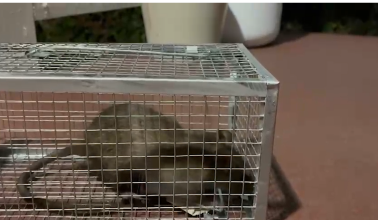 Residentes denuncian basura y ratas detrás de restaurante en Hillcrest