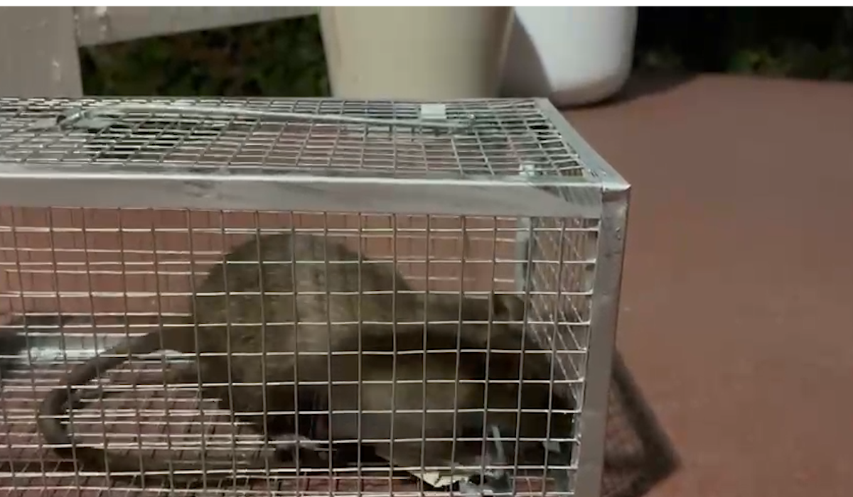 Denuncian Basura Y Ratas En Hillcrest