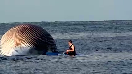 Encuentran ballena muerta frente a Encinitas; piden precaución por presencia de tiburón