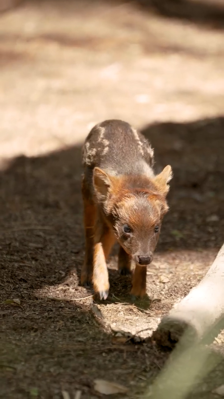 Safari Park de San Diego da la bienvenida a una cría de pudú, el venado más pequeño del mundo