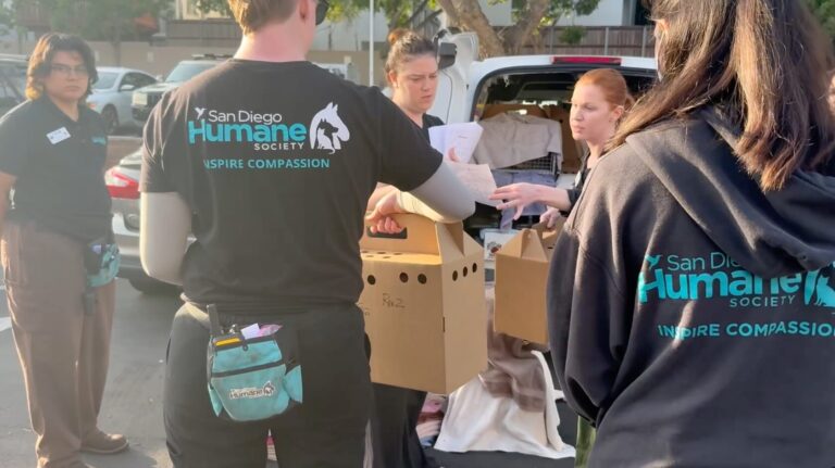 Rescatan a cientos de animales de santuario en Julian tras orden judicial