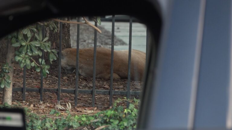 Capturan puma de forma segura que deambulaba por vecindario de Escondido
