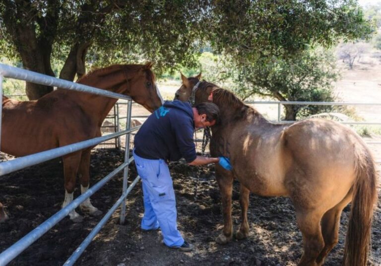 Continúa rescate masivo de más de 2,300 animales en propiedad de Julian