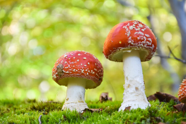 Autoridades de salud alertan por aumento de intoxicaciones por hongos silvestres en California