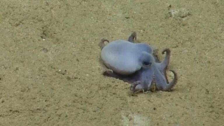 Científicos descubren una nueva especie de pulpo tras años de investigación